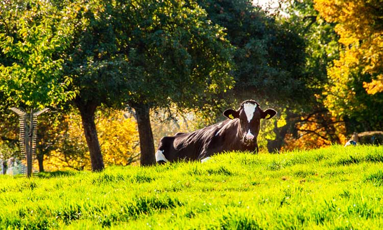 limburgs-landschap-koeien